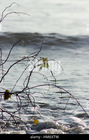 A branch caught in the waves. Stock Photo