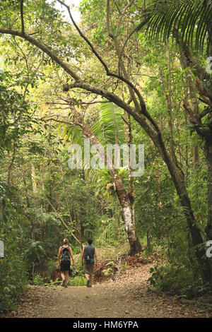 Tourists on Forest Trail, Lowland Rainforest, Manuel Antonio National Park, Costa Rica. Stock Photo
