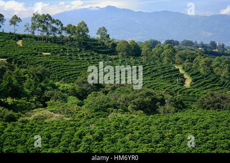 Coffee Plantation, Alajuela, Costa Rica. Stock Photo