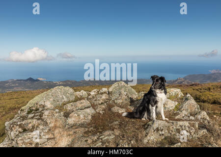 Black & white border collie sheepdog sitting on a rocky outcrop at Col de Battaglia in the Balagne region of Corsica Stock Photo