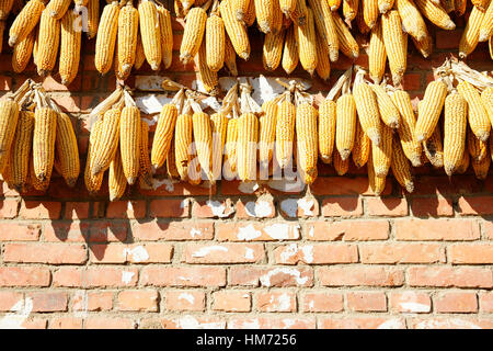 Yellow corn cobs hanged on an orange brick wall drying in the sun, China. Stock Photo