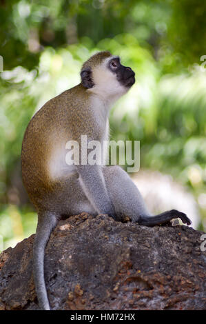 Monkey vervet posed on a rock looking up at a park in Mombasa, Kenya Stock Photo