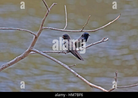 White banded swallows male and female perched on overhanging branches in Brazil Stock Photo