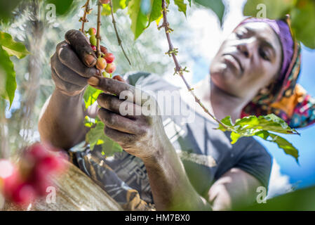 A woman picks ripe cherries of coffee at the plantation of Mubuyu Farm, Zambia. This method of harvesting by hands called ‘selective picking’. More than 80 pickers are seasonal workers from the nearest village. They work from April to September, during the dry season. One worker can pick 100 kilograms of cherries per day. Stock Photo