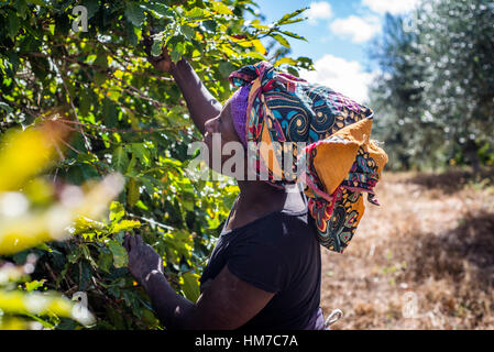 A woman picks ripe cherries of coffee at the plantation of Mubuyu Farm, Zambia. This method of harvesting by hands called ‘selective picking’. More than 80 pickers are seasonal workers from the nearest village. They work from April to September, during the dry season. One worker can pick 100 kilograms of cherries per day. Stock Photo