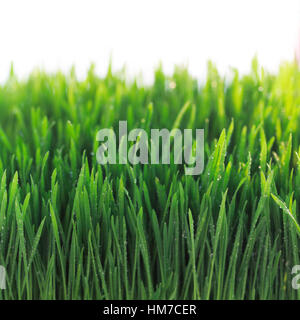 Close-up of wet grass Stock Photo
