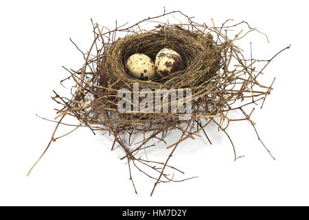 bird nest with two eggs isolated on white background Stock Photo