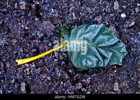 chard vegetable leaf covered in frost lying on frosty ground, white frost covering everything, chard stem yellow with green leaf Stock Photo