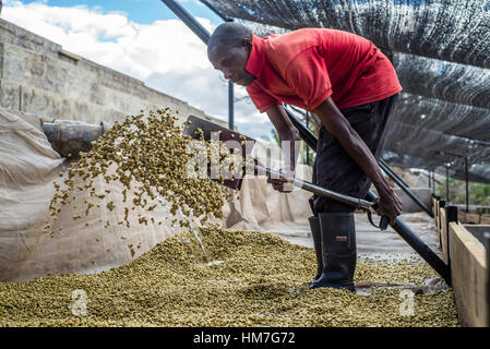A worker rakes coffee beans over the patio for sun drying at the Mubuyu Farm coffee factory, Zambia. Stock Photo