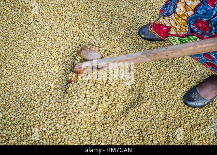 A worker rakes coffee beans over the patio for sun drying at the Mubuyu Farm coffee factory, Zambia. Stock Photo