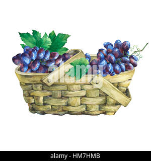 Basket wattled of veneer with fresh bunches of black grapes. Hand drawn watercolor painting on white background. Stock Photo