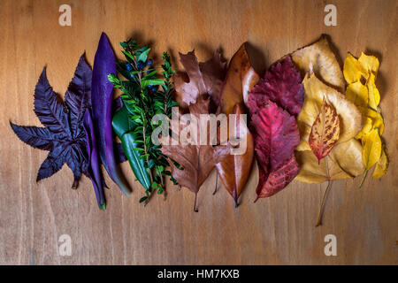 Autumn leaf color transition background, variation concept for fall and change of season
