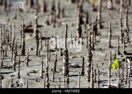 Pneumatophores are the aerial root systems that allow mangroves to get ...