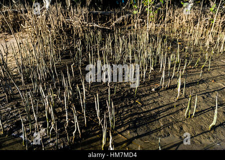 Aerial roots pneumatophores of coastal mangroves Near Tanga Tanzanian ...
