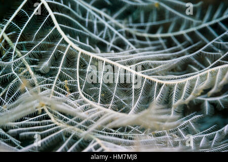 A close-up stinging hydrozoan colony on a coral reef. Stock Photo