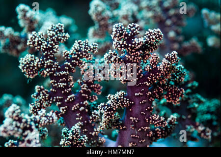 The stalks and polyps of a lavender coloured soft coral on a reef. Stock Photo