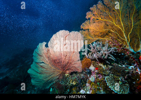 The bright red fragile lattice of a Gorgonian Sea Fan on the wall of a coral reef. Stock Photo