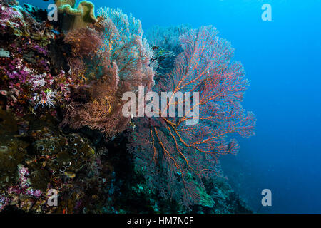 The bright red fragile lattice of a Gorgonian Sea Fan on the wall of a coral reef. Stock Photo