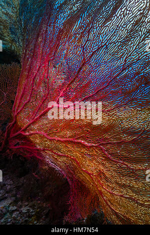 The bright red fragile lattice of a Gorgonian Sea Fan on the wall of a coral reef. Stock Photo