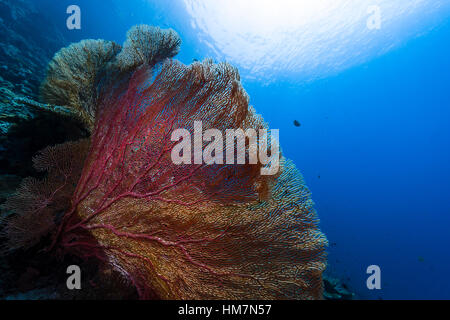 The bright red fragile lattice of a Gorgonian Sea Fan on the wall of a coral reef. Stock Photo