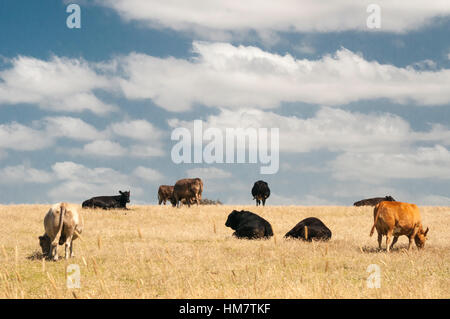 Cattle of mixed breeds browsing in a sunlit paddock outside Casterton in western Victoria, Australia Stock Photo