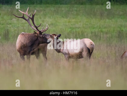 Bull and Cow Elk Nuzzle in a mating ritual during the rut season Stock Photo