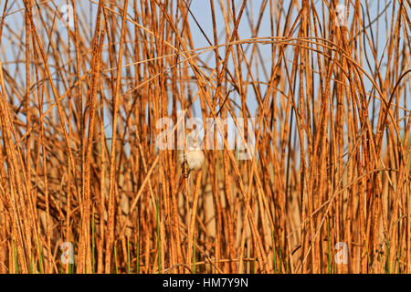 little bird sitting among the thickets of dry plants Stock Photo