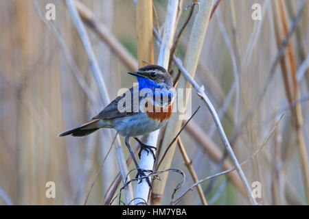 first bird arrived that spring from wintering Stock Photo