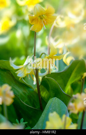 Close-up image of the delicate spring flowering yellow Dog's tooth violet flowers, image taken against a soft background. Stock Photo