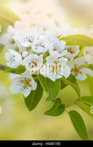 Spring white blossom of the Comice Pear tree -  Pyrus communis 'Doyenné du Comice' Stock Photo