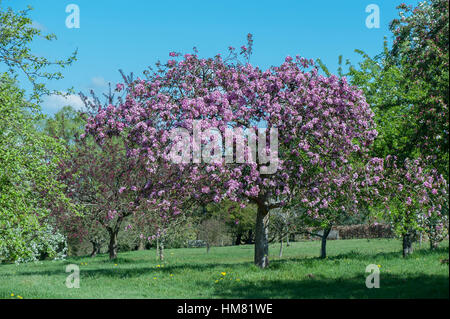 The beautiful spring flowering Malus x micro malus Crab Apple tree, covered in vibrant pink blossom, image taken against a blue sky. Stock Photo