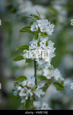 Spring white blossom of the Comice Pear tree -  Pyrus communis 'Doyenné du Comice' Stock Photo