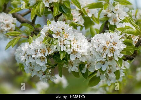 Close-up spring white blossom of the Comice Pear tree -  Pyrus communis 'Doyenné du Comice' Stock Photo