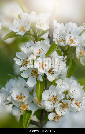 Spring Magnolia tree pink flowers Stock Photo