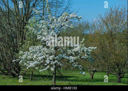 Spring white blossom of the Comice Pear tree -  Pyrus communis 'Doyenné du Comice' against blue sky Stock Photo