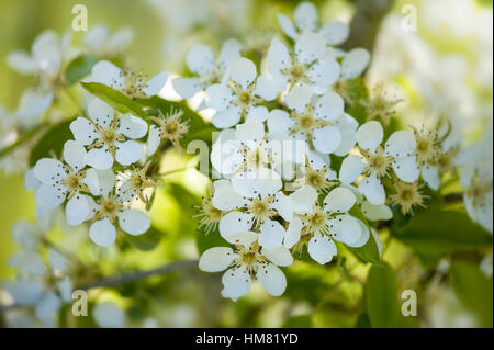 Close-up image of the spring white blossom of the Comice Pear tree -  Pyrus communis 'Doyenné du Comice', image taken against a soft background . Stock Photo