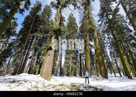 A woman snowshoes amongst huge trees and redwoods in the winter snow at Kings Canyon National Park. Stock Photo