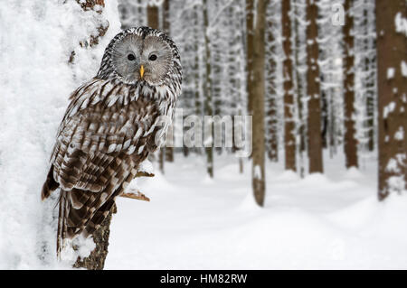 Ural owl (Strix uralensis) perched in tree in forest in the snow in winter Stock Photo