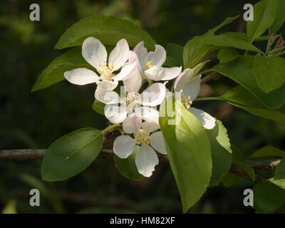 Apple Blossom, Malus pumila Stock Photo