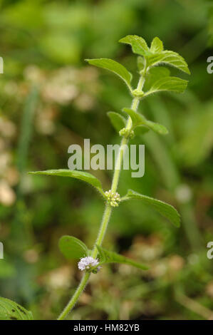 Corn Mint, Mentha arvensis (low depth of field) Stock Photo