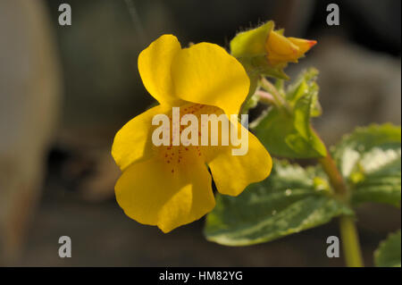 Monkeyflower, Mimulus guttatus Stock Photo