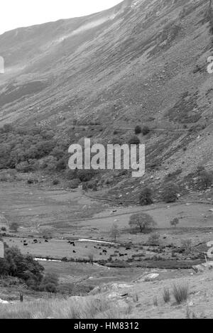 Welsh Black Cattle in the Nant Francon Valley Stock Photo