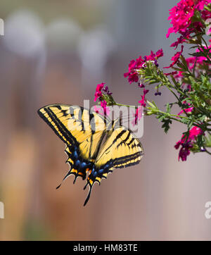 Oregon Swallowtail butterfly (Papilio Oregonius) in Madras, OR USA Stock Photo