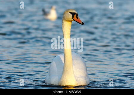 mute swan swimming towards the camera on blue surface of the lake ( Cygnus olor ) Stock Photo