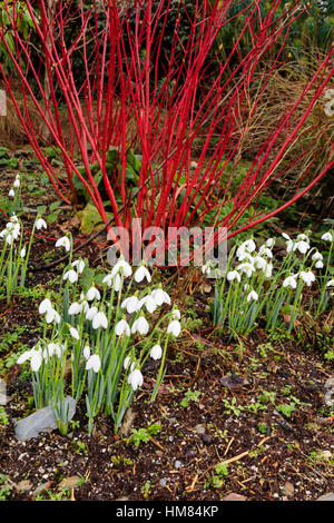 Red stems of Cornus alba 'Sibirica' contrast well with the white flowers of Galanthus elwesii in this winter combination planting Stock Photo
