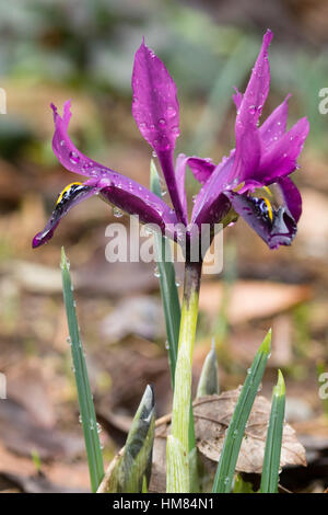Dark purple petals of the reticulata type dwarf iris, Iris histrioides 'George' Stock Photo