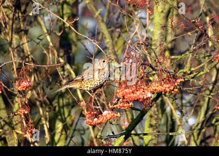 FieldfareTurdus pilaris feeding on the berry's of the Mountain Ash tree Joseph Rock in the winter in England