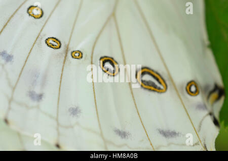 White Morpo Butterfly Wings - This photo was taken at botanical garden in Illinois Stock Photo