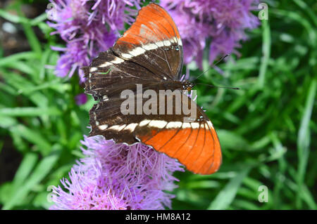 Red Admiral Butterfly on the flower - This photo was taken at botanical garden in Illinois Stock Photo