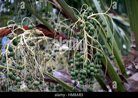 The seeds of palm trees in its crown. Detailed view of a tropical palm tree seeds. Closeup view of dates on a palm tree. Many palm fruit hangs on its  Stock Photo
